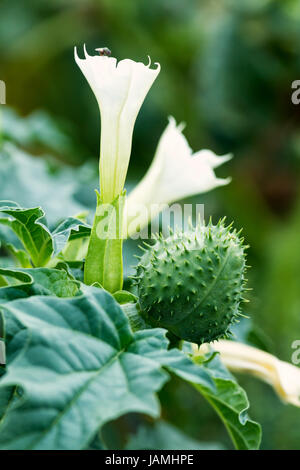 Stramoine (Datura stramonium) flower Banque D'Images