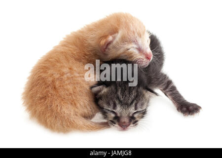 Cute chatons brun et noir sur fond blanc Banque D'Images