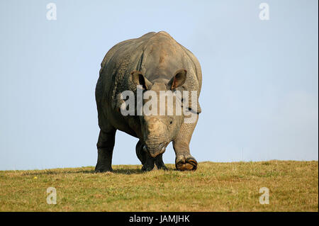 Rhinocéros indien blindés,blindés ou rhinocéros rhinocéros indien,Rhinoceros unicornis,animal adulte, Banque D'Images