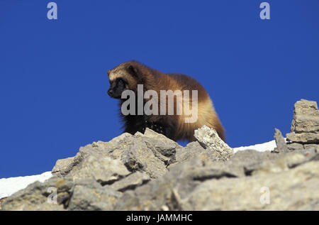 North American wolverine,Gulo gulo luscus,rocks,Canada, Banque D'Images