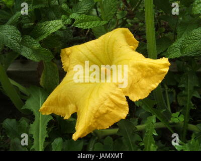 Fleur de la plante de squash Butternut. Banque D'Images