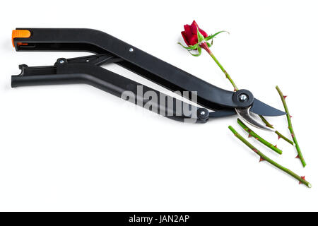 Secateur de jardin et rose isolé sur fond blanc Banque D'Images