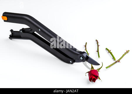 Secateur de jardin et rose isolé sur fond blanc Banque D'Images