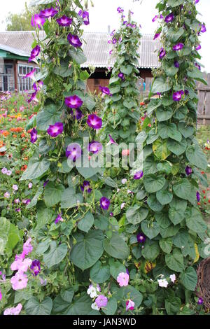 Belles fleurs bleu et de l'Ipomoea réducteur Banque D'Images