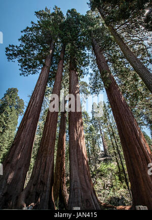 Panorama du tronc des arbres Sequoia National Park en Californie Banque D'Images