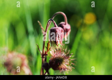 Geum rivale, l'eau, benoîte benoîte purple flower blooming Banque D'Images