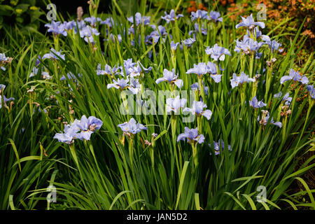 Light blue Iris sibirica 'Silver Edge' en fleurs à la fin du printemps au début de l'été, RHS Wisley Gardens, Surrey, Angleterre du Sud-Est, Royaume-Uni Banque D'Images
