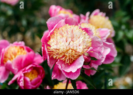 Paeonia lactiflora 'Doreen', rose et pivoine blanche avec fleur jaune petaloids dans la fin du printemps au début de l'été, RHS Wisley Gardens, Surrey, England, UK Banque D'Images