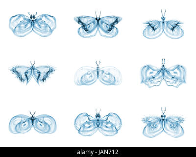 Série Papillons fractale. Interaction des papillons fractale isolé sur le sujet de la science, la créativité et la conception Banque D'Images