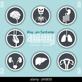 Les droits de l'icône Systems . ( Troubles neurologiques . Musculoskeleton . Troubles gastro-intestinaux . Maladies cardio-vasculaires . Appareil respiratoire . L'appareil génito-urinaire . Affections hépatobiliaires . Gynecologica Illustration de Vecteur