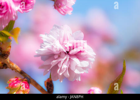 Macro d'une fleur de cerisier rose Banque D'Images