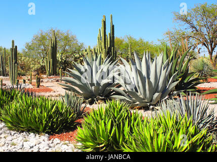 Jardin de cactus, agaves et plantes grasses près de célèbre site archéologique de Tula de Allende, l'état de Hidalgo, au Mexique, en Amérique du Nord Banque D'Images