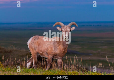 Badlands adultes mâles de Mouflons contre ciel du matin Banque D'Images