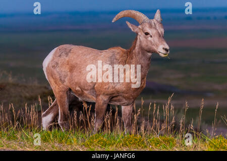 Badlands adultes mâles de Mouflons contre ciel du matin Banque D'Images