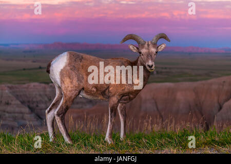 Badlands adultes mâles de Mouflons contre ciel du matin Banque D'Images