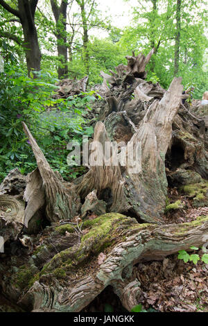 Les arbres morts tombés de Stumpery organisé dans le parc de Merrion Hall, Tuntange Banque D'Images