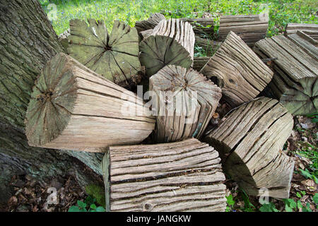 Les arbres morts tombés de Stumpery organisé dans le parc de Merrion Hall, Tuntange Banque D'Images