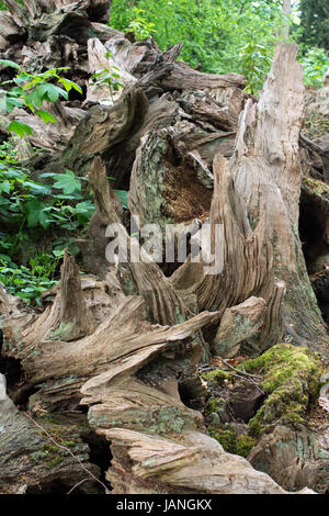 Les arbres morts tombés de Stumpery organisé dans le parc de Merrion Hall, Tuntange Banque D'Images