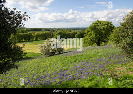 Bluebells dans le parc de Merrion Hall, Tuntange photographié pendant une journée portes ouvertes Banque D'Images