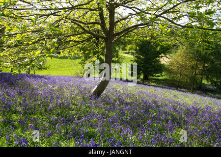 Bluebells dans le parc de Merrion Hall, Tuntange photographié pendant une journée portes ouvertes. Banque D'Images