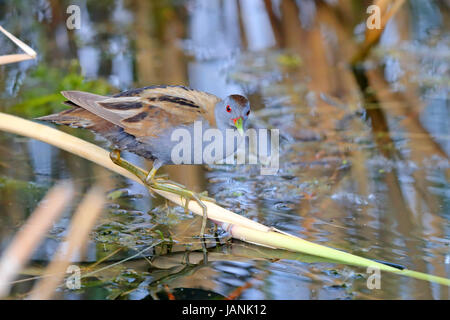 Peu d'hommes Crake (Porzana parva) la chasse dans un fossé près du lac Kerkini, la Grèce du Nord Banque D'Images