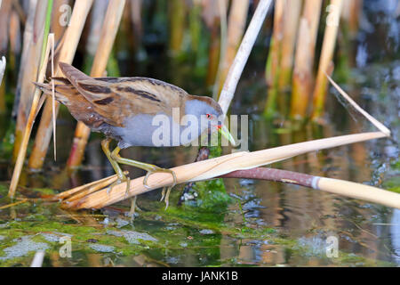 Peu d'hommes Crake (Porzana parva) la chasse dans un fossé près du lac Kerkini, la Grèce du Nord Banque D'Images