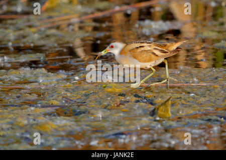 Femelle Little Crake (Porzana parva) chassant dans un fossé près du lac Kerkini, dans le nord de la Grèce Banque D'Images