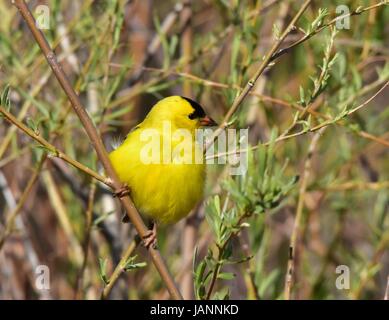 Chardonneret jaune sur une branche au printemps à Seedskadee National Wildlife Refuge le 3 juin 2017 à Green River, Wyoming. (Photo par Tom Koerner /USFWS via Planetpix ) Banque D'Images