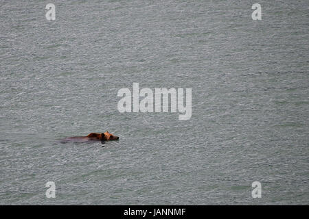 Un grizzly nage sur le lac Sherburne at Glacier National Park 1 juin 2017 à West Glacier dans le Montana. Ours au début du printemps, il est souvent plus facile de nager de traverser la neige profonde sur terre. Banque D'Images