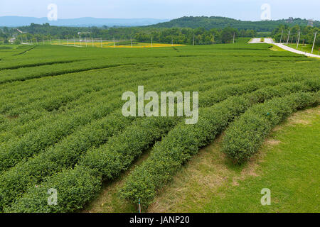 Plantation de thé vert à Chiang Rai, Thaïlande Banque D'Images