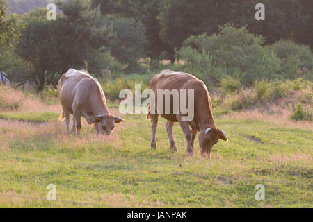 Ur-Rind Ein auf einer Wiese dans der Wahner Heide Banque D'Images