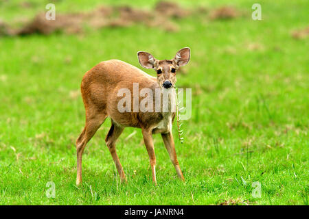 Brocket gris - veado-catingueiro Mazama gouazoubira () pâturage sur un marais à la fin de la sécheresse . Pantanal - Mato Grosso do Sul - Brésil Banque D'Images