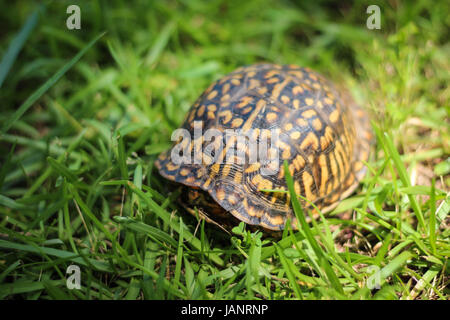Une tortue couchée dans l'herbe. Banque D'Images
