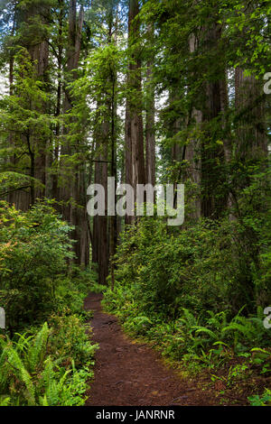 Fougères et séquoias le long du sentier Scout à Jedediah Smith State Park en Californie du Nord. Banque D'Images