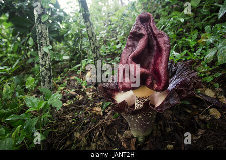 Pied d'Eléphant Yam (Amorphophallus paeoniifolius) belle grande fleur cadavre étrange dans la forêt tropicale. Exotiques, plantes tropicales floraison inhabituelle Banque D'Images