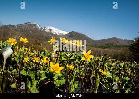 Le Populage des marais (Caltha palustris) dans ses zones humides naturelles. Beau paysage photo de cette jolie plante aquatique dans les montagnes du Japon Banque D'Images