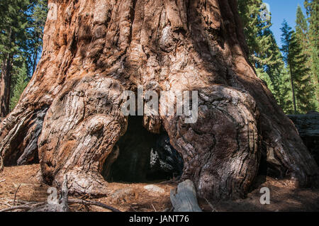 Bole Sequoia National Park en Californie racine Banque D'Images