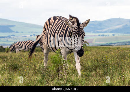 Zebra trois pâturage sur les prairies de montagne et ciel couvert contre le fond de ciel en Afrique du Sud Banque D'Images