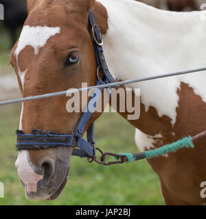 Cheval avec Heterochromia Iridum Banque D'Images