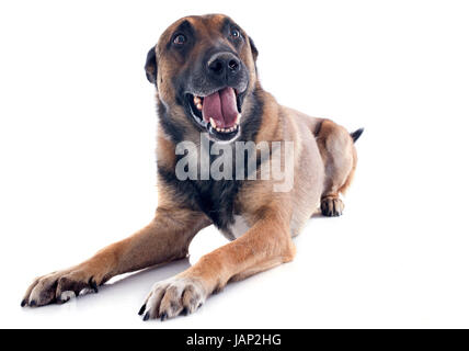 Berger belge malinois pure race, sur un fond blanc Banque D'Images