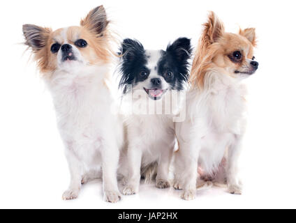 Trois chihuahuas in front of white background Banque D'Images