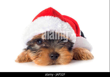 Chiot yorkshire terrier in front of white background Banque D'Images