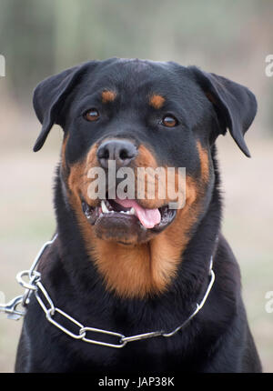 Portrait d'un rottweiler pure race dans un jardin Banque D'Images