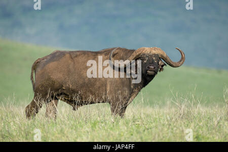 Bull Buffle africain dans le cratère du Ngorongoro, l'Afrique Banque D'Images