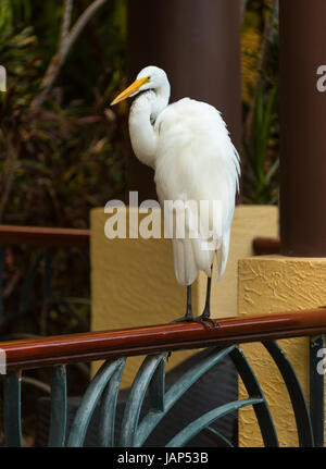 Grande Aigrette/oiseau blanc perché sur main courante Banque D'Images