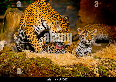 Femelle adulte Jaguar léchant sa jeune cub Banque D'Images