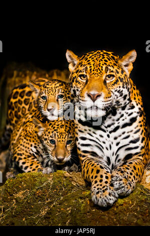 Deux petits oursons Jaguar et leur mère à la recherche dans l'appareil photo Banque D'Images