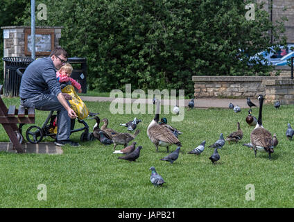 Stamford Lincolnshire Juin 7nd 2017 : journée chaude dans les villes de reproduction central park Grande bernache du Canada et à leurs jeunes gosling lui montrant sa ou de la le puplic Mallard voler plus de pique-niquer brench avec ciel bleu et nuages blancs d'un vent. © Clifford Norton/Alamy Live News Banque D'Images