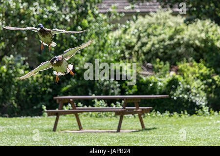 Stamford Lincolnshire Juin 7nd 2017 : journée chaude dans les villes de reproduction central park Grande bernache du Canada et à leurs jeunes gosling lui montrant sa ou de la le puplic Mallard voler plus de pique-niquer brench avec ciel bleu et nuages blancs d'un vent. © Clifford Norton/Alamy Live News Banque D'Images