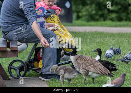 Stamford Lincolnshire Juin 7nd 2017 : journée chaude dans les villes de reproduction central park Grande bernache du Canada et à leurs jeunes gosling lui montrant sa ou de la le puplic Mallard voler plus de pique-niquer brench avec ciel bleu et nuages blancs d'un vent. © Clifford Norton/Alamy Live News Banque D'Images